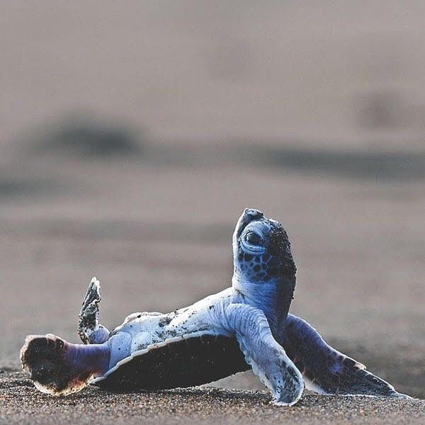 15 minute Tortuga Stretch Add On